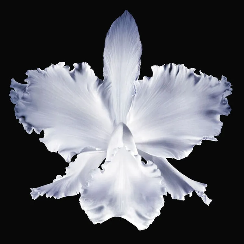 Orchidee Imperiale Creme Rich 50 Ml Promozione Esclusiva